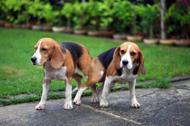 iki safkan beagle köpek aşk bir bahçe yapmak