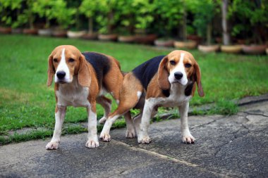 iki safkan beagle köpek aşk bir bahçe yapmak