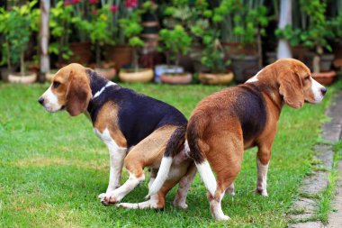 iki safkan beagle köpek aşk bir bahçe yapmak