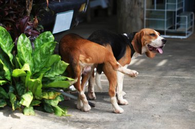 iki safkan beagle köpek aşk bir bahçe yapmak