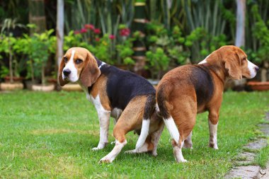 iki safkan beagle köpek aşk bir bahçe yapmak