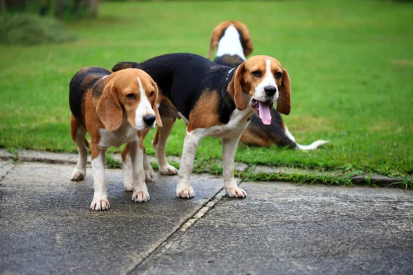 two purebred beagle dog making love in a garden