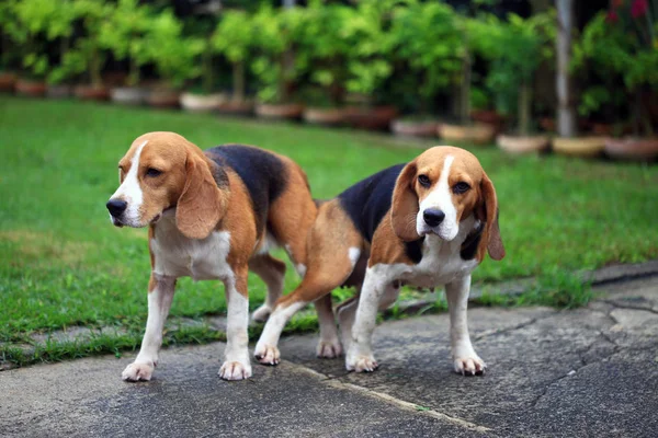 two purebred beagle dog making love in a garden