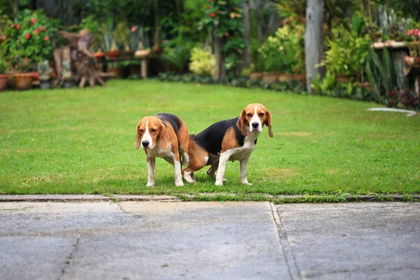 two purebred beagle dog making love in a garden