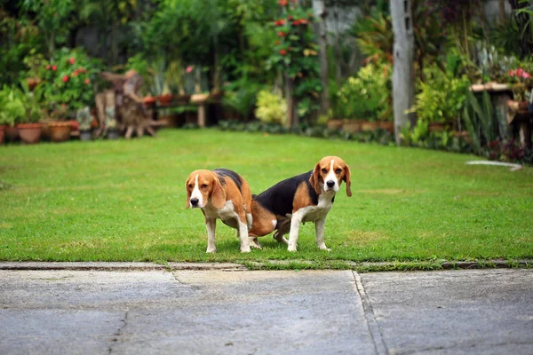 Dwa rasowe pies gończy pies kochać się w ogrodzie — Zdjęcie stockowe