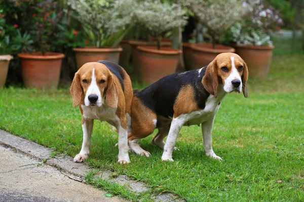 iki safkan beagle köpek aşk bir bahçe yapmak