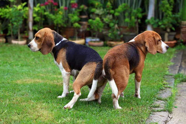 Dos pura raza beagle perro haciendo el amor en un jardín — Foto de Stock