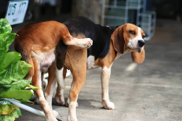 Two purebred beagle dog making love in a garden — Stock Photo, Image