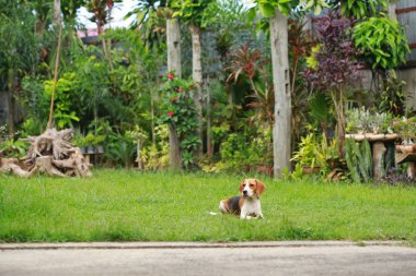  Çim oynarken mutlu beagle köpekler