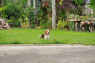  Çim oynarken mutlu beagle köpekler