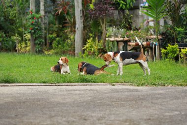  Çim oynarken mutlu beagle köpekler