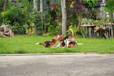  Çim oynarken mutlu beagle köpekler