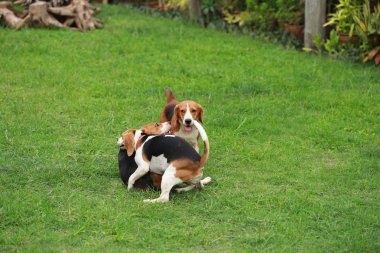  Çim oynarken mutlu beagle köpekler