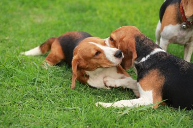  Çim oynarken mutlu beagle köpekler