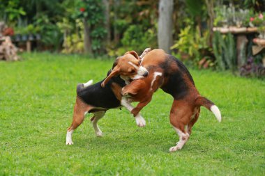  Çim oynarken mutlu beagle köpekler