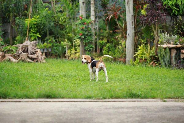Szczęśliwy beagle psy grać w trawnik — Zdjęcie stockowe