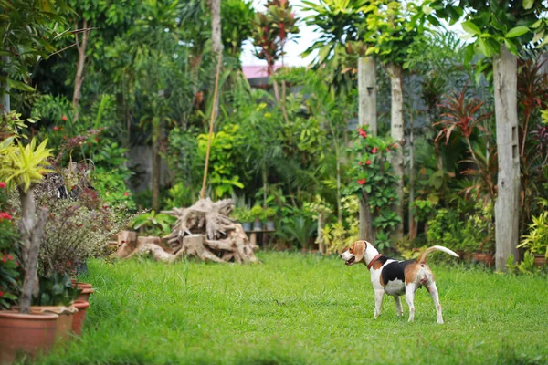 Happy beagle dogs playing in lawn