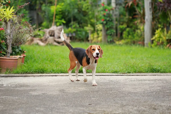 Happy Beagle perros jugando en el césped — Foto de Stock