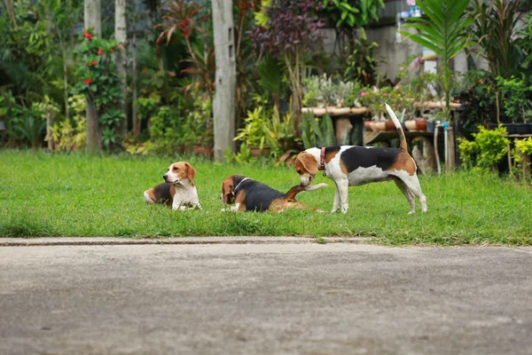 Happy beagle dogs playing in lawn — Stock Photo, Image