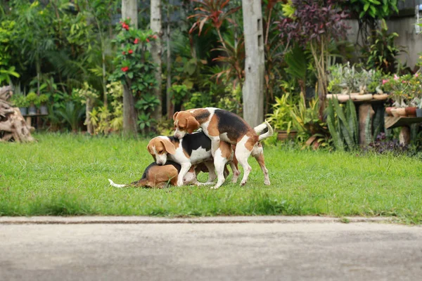 Szczęśliwy beagle psy grać w trawnik — Zdjęcie stockowe