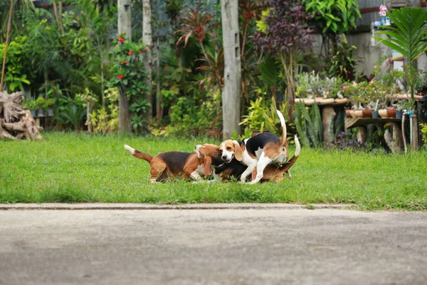 Happy beagle dogs playing in lawn