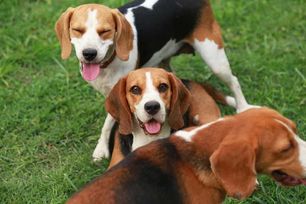  Çim oynarken mutlu beagle köpekler