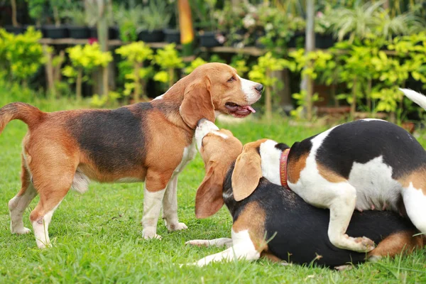 Happy beagle dogs playing in lawn
