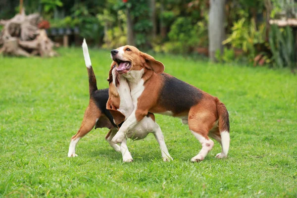  Çim oynarken mutlu beagle köpekler
