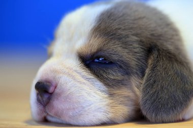 1 ay yıl eski beagle köpek yavrusu (Gümüş üç renk) uyuyor