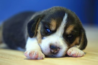 1 ay yıl eski beagle köpek yavrusu (üç renk) odaya uyuyor