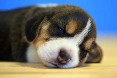 1 ay yıl eski beagle köpek yavrusu (üç renk) odaya uyuyor