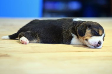 1 ay yıl eski beagle köpek yavrusu (üç renk) uyuyor