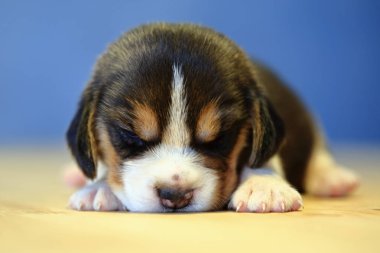 1 ay yıl eski beagle köpek yavrusu (üç renk) uyuyor