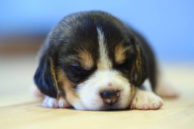 1 ay yıl eski beagle köpek yavrusu (üç renk) uyuyor