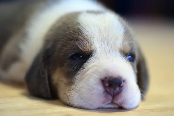 1 μήνας έτος παλιά beagle κουτάβι (ασημένια tri χρώμα) στον ύπνο — Φωτογραφία Αρχείου