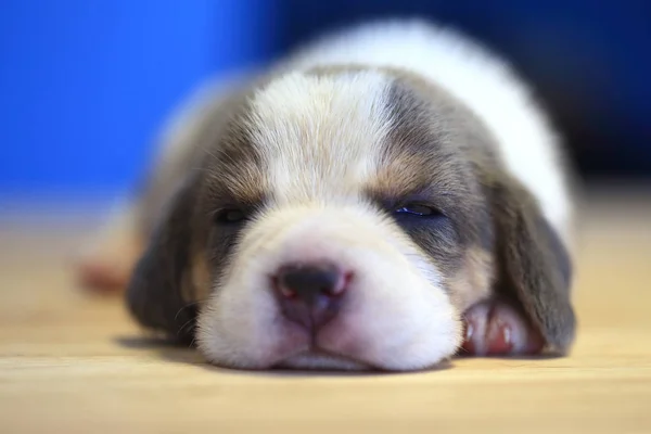 1 ay yıl eski beagle köpek yavrusu (Gümüş üç renk) uyuyor — Stok fotoğraf