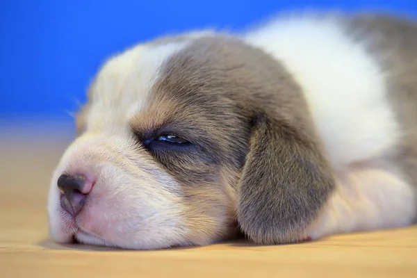 1-месячный щенок жука (серебристого цвета) спит — стоковое фото