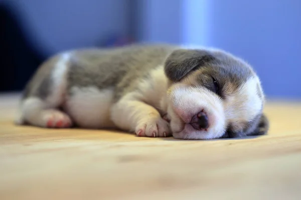 1 mês ano velho beagle filhote de cachorro (prata tri cor) está dormindo — Fotografia de Stock