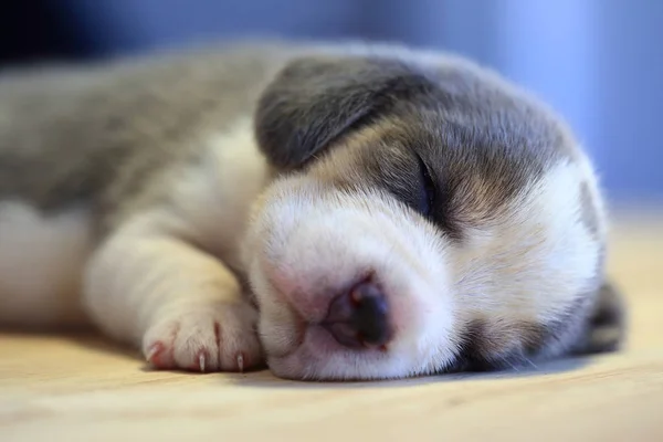 1 ヶ月年古いビーグル子犬 (銀の三色) が眠っています。 — ストック写真