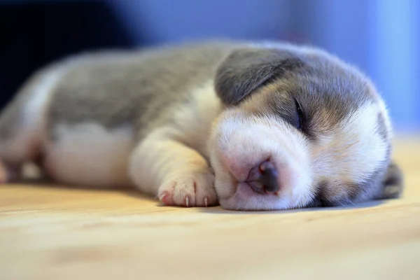 1 ヶ月年古いビーグル子犬 (銀の三色) が眠っています。 — ストック写真