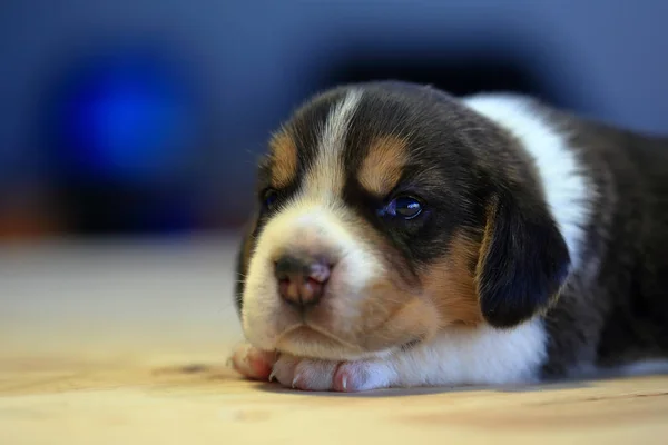 1 ay yıl eski beagle köpek yavrusu (üç renk) odaya uyuyor — Stok fotoğraf
