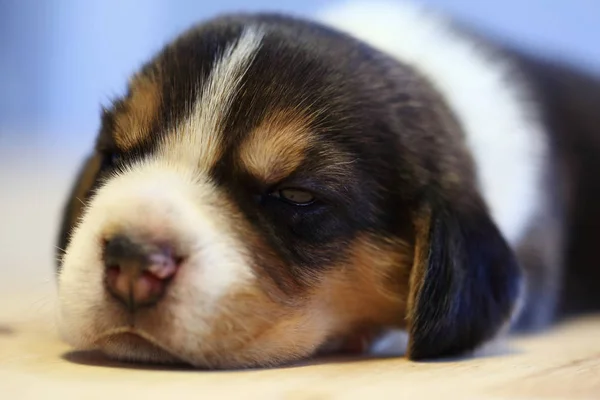 1 month year old beagle Puppy (tri color) is sleeping in the room — Stock Photo, Image