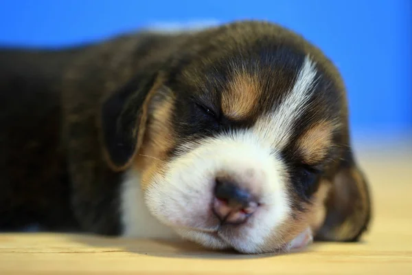 1 mes año de edad beagle cachorro (tri color) está durmiendo en la habitación — Foto de Stock