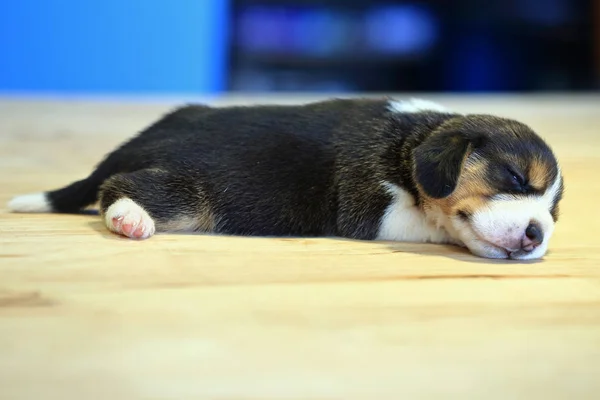 1 měsíc rok staré beagle štěně (tri barvy) spí — Stock fotografie