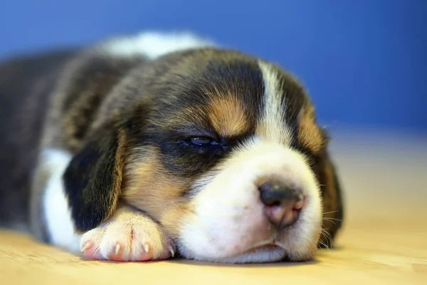 1 miesiąc rok stary beagle szczeniak (tri kolor) jest spanie — Zdjęcie stockowe