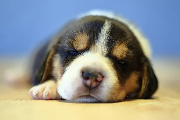 1 mes año viejo beagle cachorro (tri color) está durmiendo — Foto de Stock