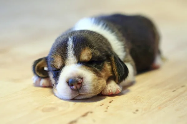 1 mês ano velho beagle filhote de cachorro (tri cor) está dormindo — Fotografia de Stock