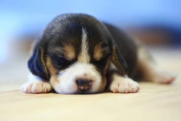 1 mes año viejo beagle cachorro (tri color) está durmiendo — Foto de Stock