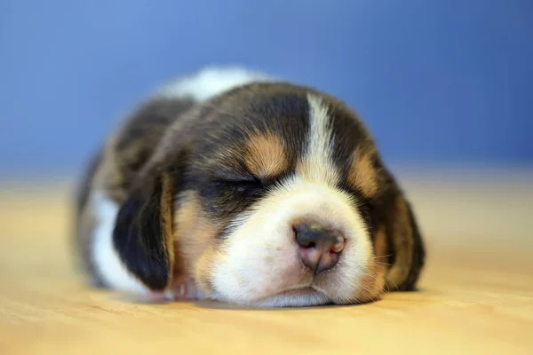 1 month year old beagle Puppy (tri color) is sleeping — Stock Photo, Image