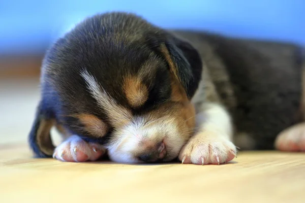 1 mes año viejo beagle cachorro (tri color) está durmiendo — Foto de Stock